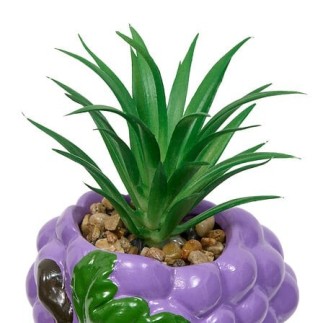 Plante raisin fruity 11cm