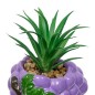 Plante raisin fruity 11cm