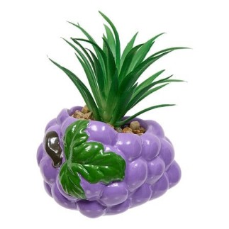 Plante raisin fruity 11cm