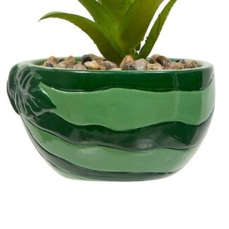 Plante pastèque fruity 11cm