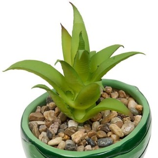 Plante pastèque fruity 11cm