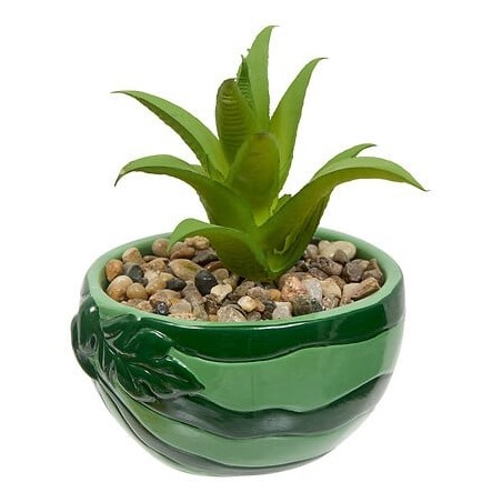 Plante pastèque fruity 11cm