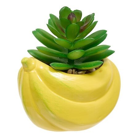 Plante banane fruity 11cm