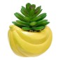 Plante banane fruity 11cm