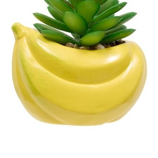 Plante banane fruity 11cm