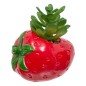 Plante fraise fruity 11cm