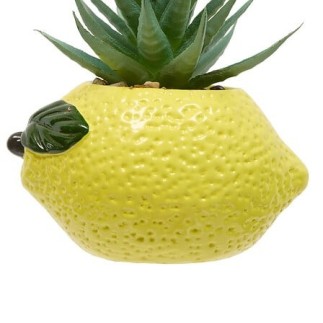 Plante citron fruity 11cm