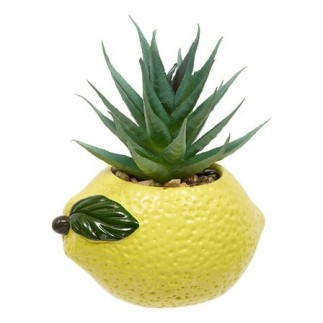 Plante citron fruity 11cm