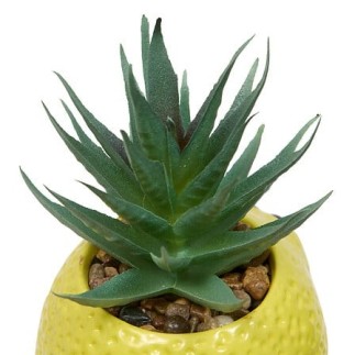 Plante citron fruity 11cm
