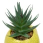Plante citron fruity 11cm