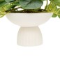 Pilea sur pied Nippo 29cm avec pot céramique blanc