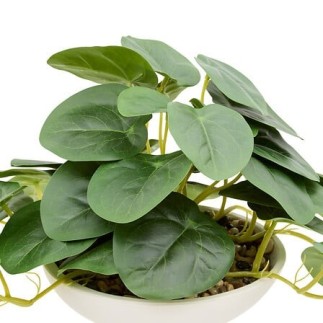 Pilea sur pied Nippo 29cm avec pot céramique blanc
