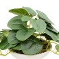 Pilea sur pied Nippo 29cm avec pot céramique blanc