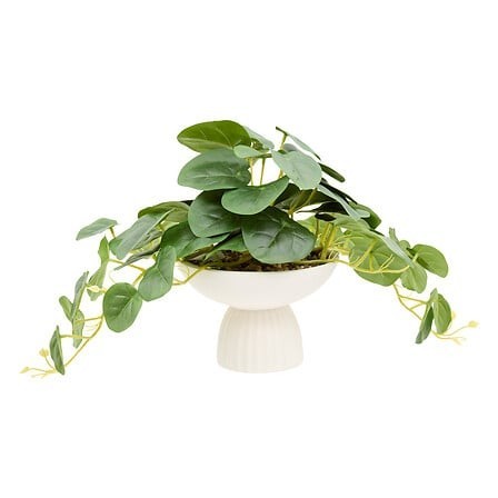 Pilea sur pied Nippo 29cm avec pot céramique blanc