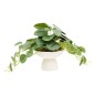 Pilea sur pied Nippo 29cm avec pot céramique blanc