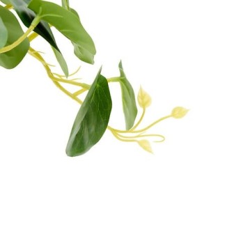 Pilea sur pied Nippo 29cm avec pot céramique blanc