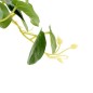 Pilea sur pied Nippo 29cm avec pot céramique blanc