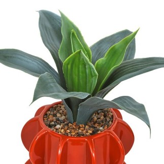 Agave Homy 27cm avec pot céramique orange