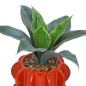Agave Homy 27cm avec pot céramique orange