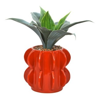 Agave Homy 27cm avec pot céramique orange
