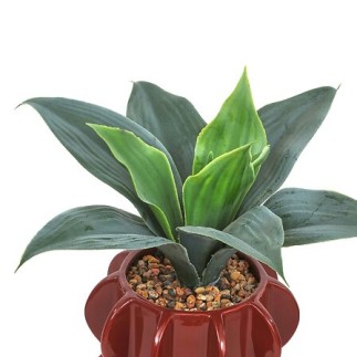 Agave Homy 27cm avec pot céramique marron