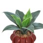 Agave Homy 27cm avec pot céramique marron