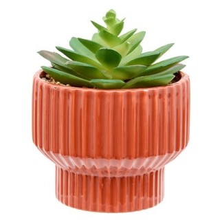 Plante Nippo 16cm avec pot céramique