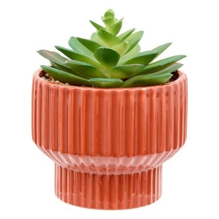 Plante Nippo 16cm avec pot céramique