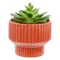 Plante Nippo 16cm avec pot céramique