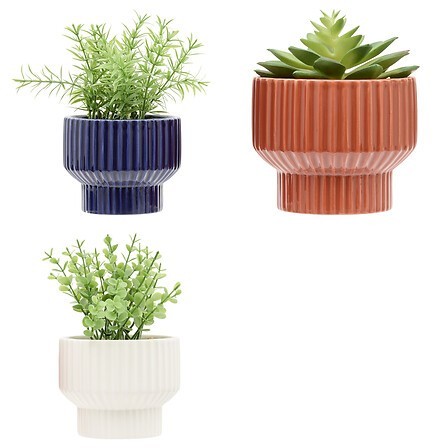 Plante Nippo 16cm avec pot céramique