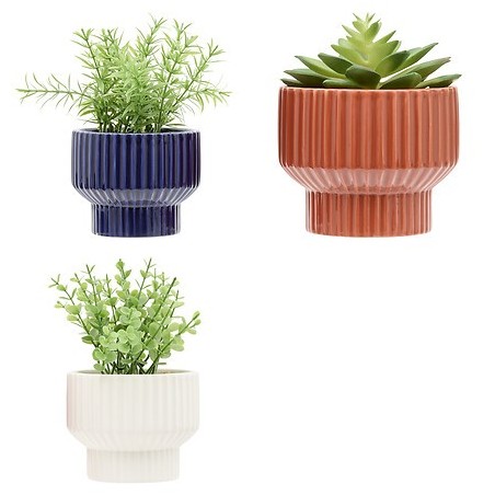 Plante Nippo 16cm avec pot céramique