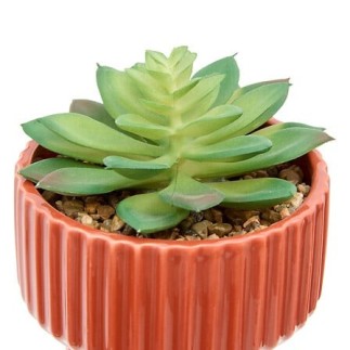 Plante Nippo 16cm avec pot céramique
