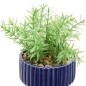 Plante Nippo 16cm avec pot céramique
