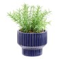 Plante Nippo 16cm avec pot céramique
