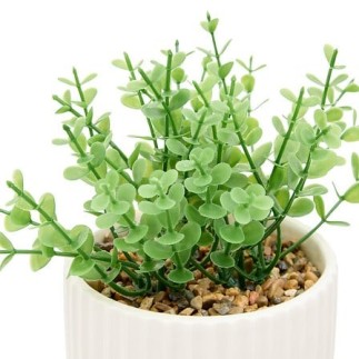 Plante Nippo 16cm avec pot céramique