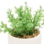 Plante Nippo 16cm avec pot céramique