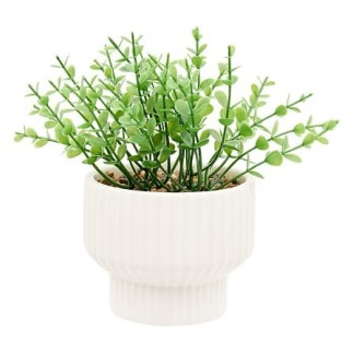 Plante Nippo 16cm avec pot céramique