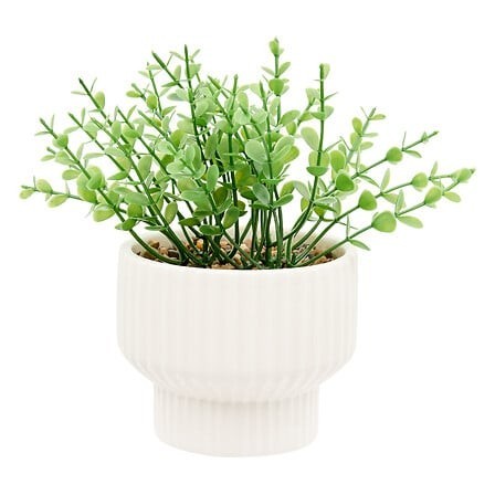 Plante Nippo 16cm avec pot céramique