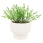 Plante Nippo 16cm avec pot céramique