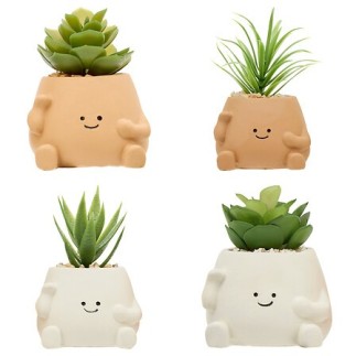 Plante Nippo 11cm avec pot visage ciment