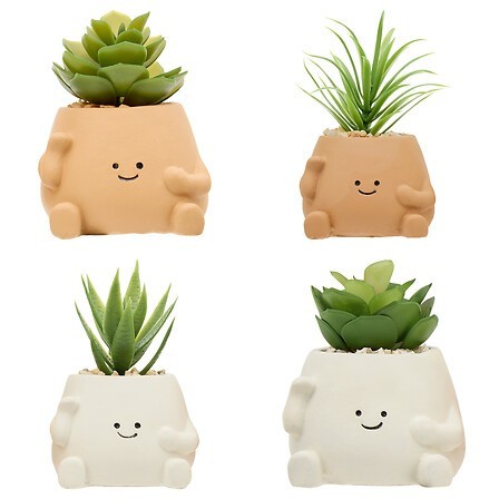 Plante Nippo 11cm avec pot visage ciment