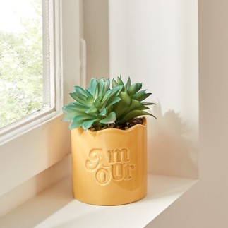 Plante vivace Chéri Amour