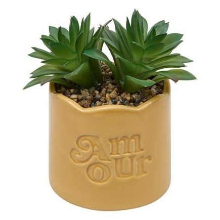 Plante vivace Chéri Amour