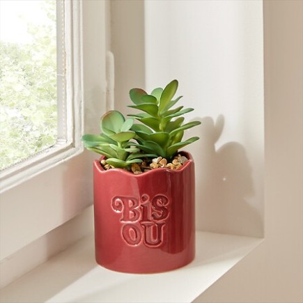 Plante vivace Chéri Bisou