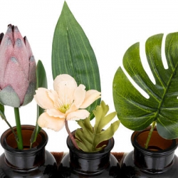 Composition 3 soliflores avec fleurs Exotic panama
