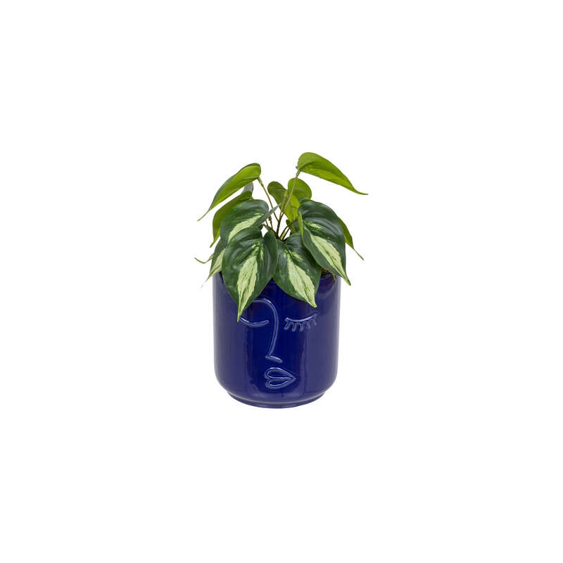 Plante Soleya haut 30 cm avec pot visage céramique