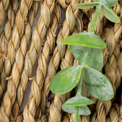 Eucalyptus à suspendre Zéa haut 70 cm avec pot naturel