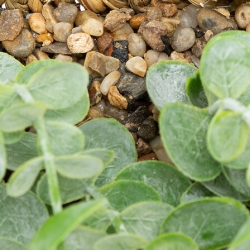 Eucalyptus à suspendre Zéa haut 70 cm avec pot naturel