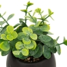 Plante grasse Livy haut 17 cm avec pot céramique