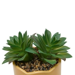 Plante vivace Chéri haut 17 cm pot céramique AMOUR